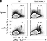 Fig.4.G showing Flow cytometry/Cell sorting in a Mus musculus (House mouse) sample from the publication: Loss of TET2 and TET3 in regulatory T cells unleashes effector function.