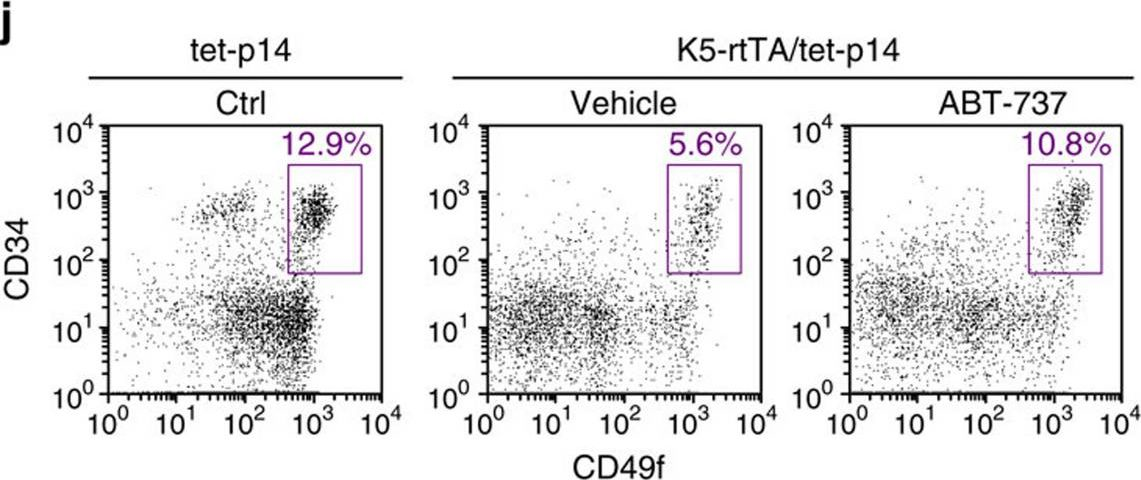Fig.5.J showing Flow cytometry/Cell sorting in a Mus musculus (House mouse) sample from the publication: Directed elimination of senescent cells by inhibition of BCL-W and BCL-XL.