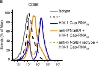 Fig.2.B showing Flow cytometry/Cell sorting from the publication: Synthetic Abortive HIV-1 RNAs Induce Potent Antiviral Immunity.