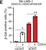 Fig.2.E from the publication: HDAC4 influences the DNA damage response and counteracts senescence by assembling with HDAC1/HDAC2 to control H2BK120 acetylation and homology-directed repair.