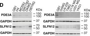 Fig.2.D showing Western Blotting from the publication: Velcrin molecular glues induce apoptosis in glioblastomas with high PDE3A and SLFN12 expression.