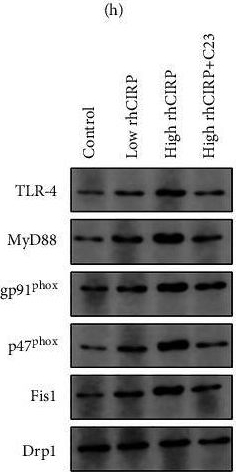 Fig.5.H showing Western Blotting from the publication: Change in Oxidative Stress and Mitochondrial Dynamics in Response to Elevated Cold-Inducible RNA-Binding Protein in Cardiac Surgery-Associated Acute Kidney Injury.