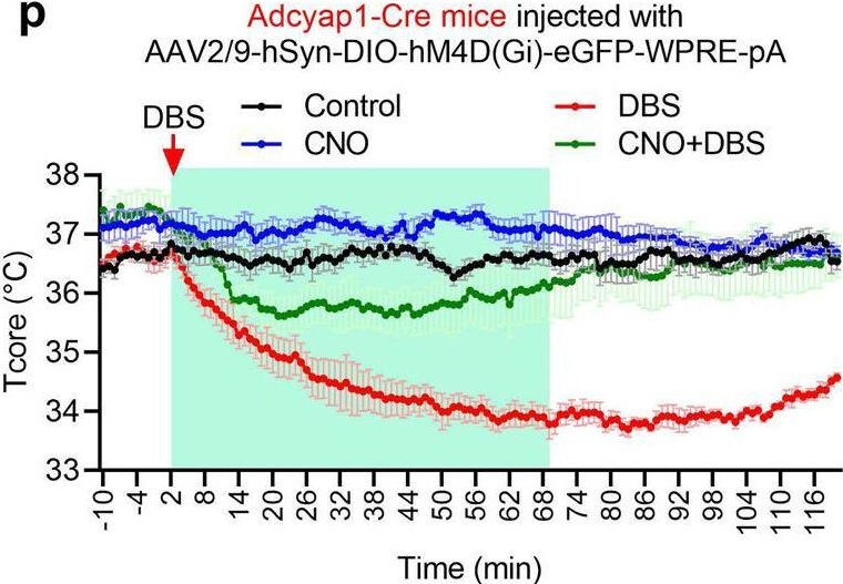 Fig.4.P from the publication: Hypothermia evoked by stimulation of medial preoptic nucleus protects the brain in a mouse model of ischaemia.