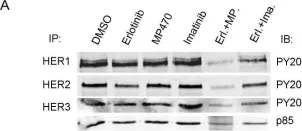 Fig.6.A showing Western Blotting from the publication: MP470, a novel receptor tyrosine kinase inhibitor, in combination with Erlotinib inhibits the HER family/PI3K/Akt pathway and tumor growth in prostate cancer.