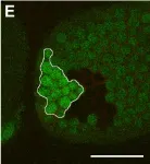 Fig.5.D showing Immunocytochemistry-immunofluorescence in a Mus musculus (House mouse) sample from the publication: Caprin controls follicle stem cell fate in the Drosophila ovary.