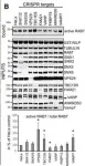 Fig.3.B showing Western Blotting in a Homo sapiens (Human) sample from the publication: Control of RAB7 activity and localization through the retromer-TBC1D5 complex enables RAB7-dependent mitophagy.