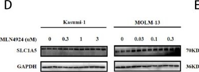 Fig.2.D showing Western Blotting from the publication: Targeting the Glutamine Transporter SLC1A5 Enhances Sensitivity of Acute Myeloid Leukemia to MLN4924.