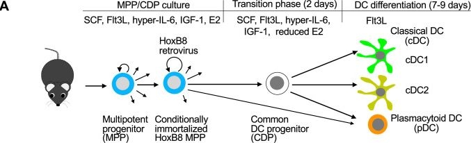 Fig.1.A from the publication: A lncRNA identifies Irf8 enhancer element in negative feedback control of dendritic cell differentiation.