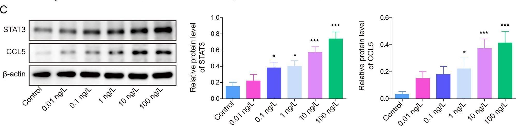 Fig.1.C showing Western Blotting in a Mus musculus (House mouse) sample from the publication: Procaine Regulates the STAT3/CCL5 Axis and Inhibits Microglia M1 Polarization to Alleviate Complete Freund's Adjuvant Rats Pain Behavior.