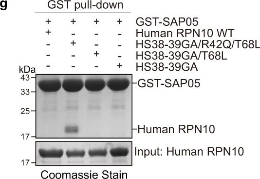 Fig.6.G showing Western Blotting from the publication: Molecular basis of SAP05-mediated ubiquitin-independent proteasomal degradation of transcription factors.