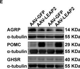 Fig.5.E showing Western Blotting from the publication: Involvement of POMC neurons in LEAP2 regulation of food intake and body weight.