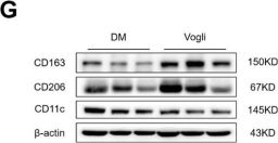 CD11c (D1V9Y) Rabbit mAb | Cell Signaling Technology