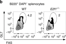 Fig.7.B showing Flow cytometry/Cell sorting in a Mus musculus (House mouse) sample from the publication: EZH2 enables germinal centre formation through epigenetic silencing of CDKN1A and an Rb-E2F1 feedback loop.