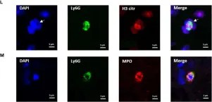 あああ ページ 127601) Purified anti-mouse Ly-6G [1A8]; Monoclonal - BioLegend