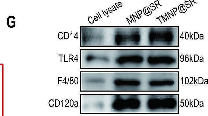 Fig.1.G showing Western Blotting from the publication: A structured biomimetic nanoparticle as inflammatory factor sponge and autophagy-regulatory agent against intervertebral disc degeneration and discogenic pain.