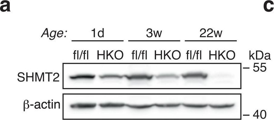 Fig.1.A showing Western Blotting from the publication: SHMT2 reduces fatty liver but is necessary for liver inflammation and fibrosis in mice.