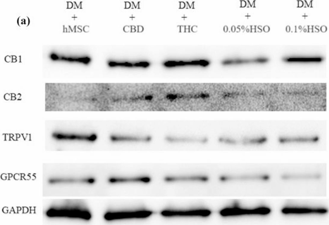 Fig.4.A showing Western Blotting from the publication: Adipogenicity-induced human mesenchymal stem cells treated with hemp seed oil stimulate brown-like adipocytes and decrease adipokine levels through the activation of cannabinoid receptor 2 (CB2).