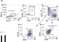 Fig.1.D showing Flow cytometry/Cell sorting in a Homo sapiens (Human) sample from the publication: B Cell-Intrinsic Role for IRF5 in TLR9/BCR-Induced Human B Cell Activation, Proliferation, and Plasmablast Differentiation.