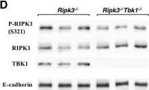 Fig.5.D showing Western Blotting in a Mus musculus (House mouse) sample from the publication: Housing conditions affect enterocyte death mode and turnover rate in mouse small intestine.