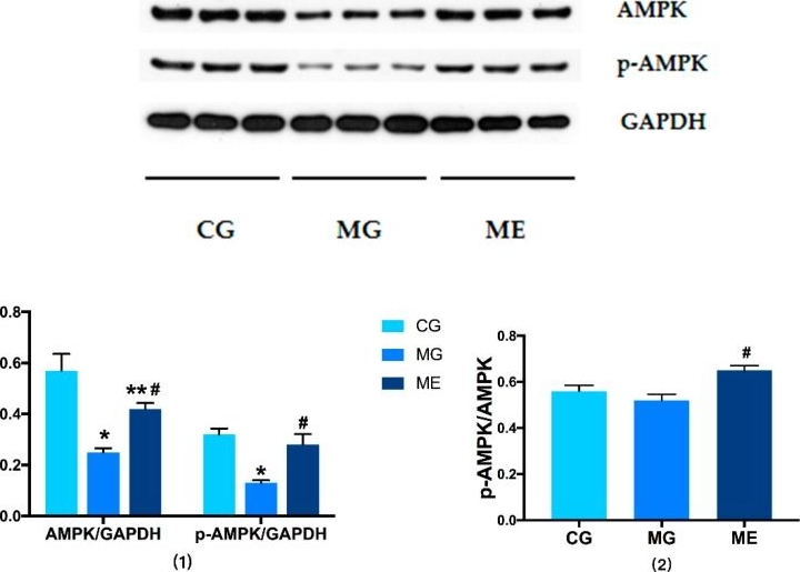 Fig.2.A showing Western Blotting in a Mus musculus (House mouse) sample from the publication: Impacts of Aerobic Exercise on Depression-Like Behaviors in Chronic Unpredictable Mild Stress Mice and Related Factors in the AMPK/PGC-1α Pathway.