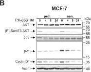 Fig.5.B showing Western Blotting from the publication: Combined inhibition of class 1-PI3K-alpha and delta isoforms causes senolysis by inducing p21WAF1/CIP1 proteasomal degradation in senescent cells.