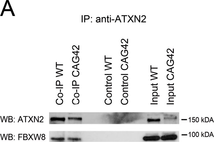 Fig.2.A showing Western Blotting in a Mus musculus (House mouse) sample from the publication: Both ubiquitin ligases FBXW8 and PARK2 are sequestrated into insolubility by ATXN2 PolyQ expansions, but only FBXW8 expression is dysregulated.