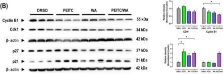cstページ cdc2 (E1Z6R) Rabbit Monoclonal Antibody | Cell Signaling Technology