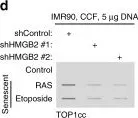 Fig.2.D showing Western Blotting in a Homo sapiens (Human) sample from the publication: Topoisomerase 1 cleavage complex enables pattern recognition and inflammation during senescence.