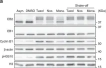 Fig.2.A showing Western Blotting in a Homo sapiens (Human) sample from the publication: Phosphorylation of EB2 by Aurora B and CDK1 ensures mitotic progression and genome stability.
