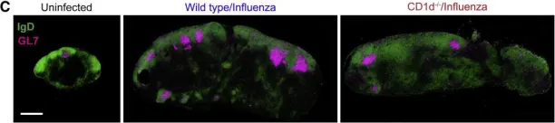Fig.1.C showing Immunohistochemistry in a Mus musculus (House mouse) sample from the publication: Initiation of Antiviral B Cell Immunity Relies on Innate Signals from Spatially Positioned NKT Cells.