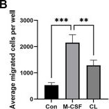 Fig.4.B from the publication: Attenuating bone loss in osteoporosis: the potential of corylin (CL) as a therapeutic agent.