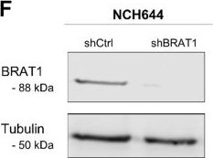 Fig.1.F showing Western Blotting in a Homo sapiens (Human) sample from the publication: BRAT1 - a new therapeutic target for glioblastoma.