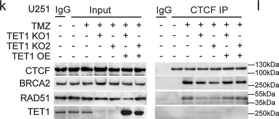 Fig.4.K showing Western Blotting in a Homo sapiens (Human) sample from the publication: D-2-hydroxyglutarate impairs DNA repair through epigenetic reprogramming.