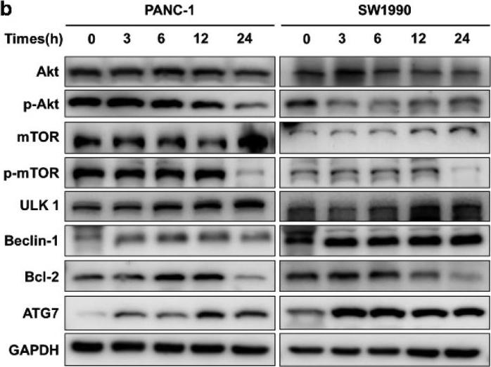 2971 antibodies Antibody search engine CiteAb