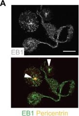 Fig.2.A showing Immunocytochemistry-immunofluorescence in a Mus musculus (House mouse) sample from the publication: Cell cycle-dependent centrosome clustering precedes proplatelet formation.