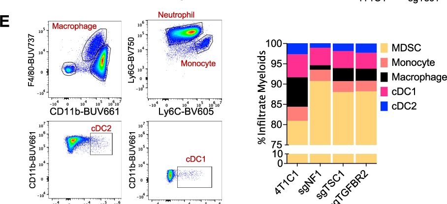 Fig.6.E showing Flow cytometry/Cell sorting from the publication: Loss of tumor suppressors promotes inflammatory tumor microenvironment and enhances LAG3+T cell mediated immune suppression.