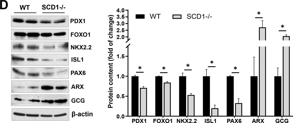 Fig.2.D showing Western Blotting in a Mus musculus (House mouse) sample from the publication: Inhibition of stearoyl-CoA desaturase 1 in the mouse impairs pancreatic islet morphogenesis and promotes loss of β-cell identity and α-cell expansion in the mature pancreas.