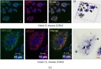 Fig.10.C showing Immunocytochemistry-immunofluorescence in a Mus musculus (House mouse) sample from the publication: Differences between Mycobacterium-Host Cell Relationships in Latent Tuberculous Infection of Mice Ex Vivo and Mycobacterial Infection of Mouse Cells In Vitro.