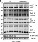 Fig.4.A showing Western Blotting in a Mus musculus (House mouse) sample from the publication: TMEM106B deficiency impairs cerebellar myelination and synaptic integrity with Purkinje cell loss.