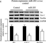 Fig.3.C showing Western Blotting from the publication: MicroRNA-203 mimics age-related aortic smooth muscle dysfunction of cytoskeletal pathways.