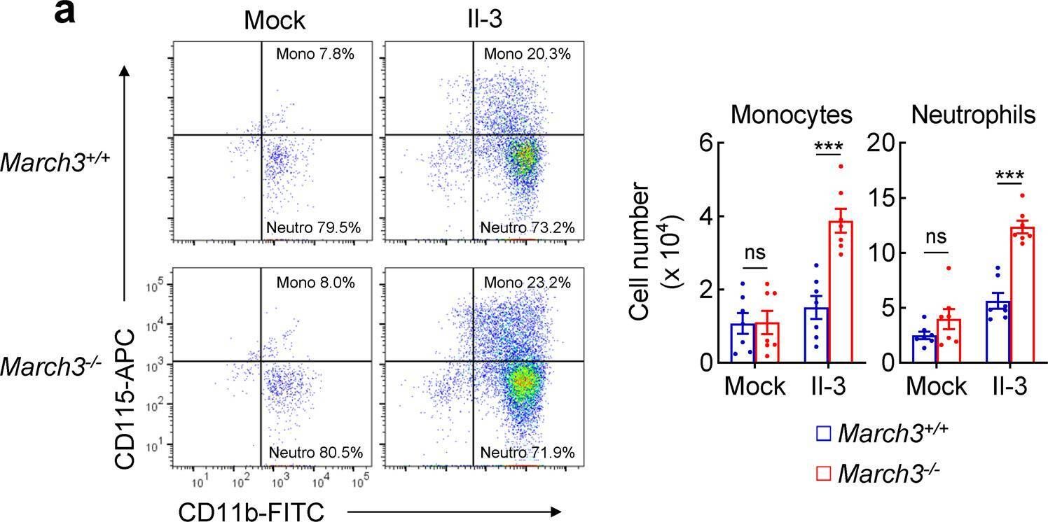 Fig.5.A showing Flow cytometry/Cell sorting in a Mus musculus (House mouse) sample from the publication: MARCH3 negatively regulates IL-3-triggered inflammatory response by mediating K48-linked polyubiquitination and degradation of IL-3Rα.