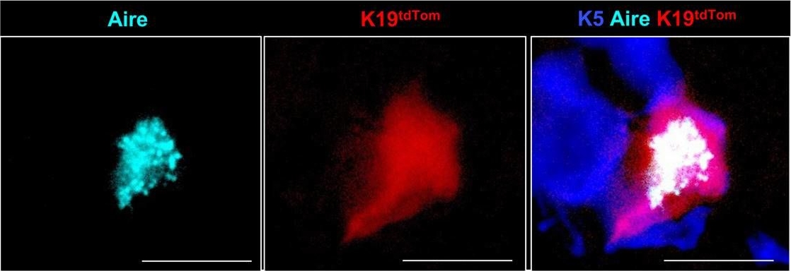 Fig.5.I showing Immunohistochemistry-immunofluorescence in a Mus musculus (House mouse) sample from the publication: Embryonic keratin19+ progenitors generate multiple functionally distinct progeny to maintain epithelial diversity in the adult thymus medulla.