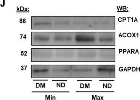 Fig.6.J showing Western Blotting from the publication: Altered Peroxisome Proliferator-Activated Receptor Alpha Signaling in Variably Diseased Peripheral Arterial Segments.