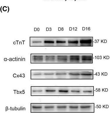 Fig.7.C showing Western Blotting from the publication: Regulation of cardiac fibroblasts reprogramming into cardiomyocyte-like cells with a cocktail of small molecule compounds.