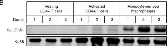 Fig.1.B showing Western Blotting in a Homo sapiens (Human) sample from the publication: Cytosolic sulfotransferase 1A1 regulates HIV-1 minus-strand DNA elongation in primary human monocyte-derived macrophages.