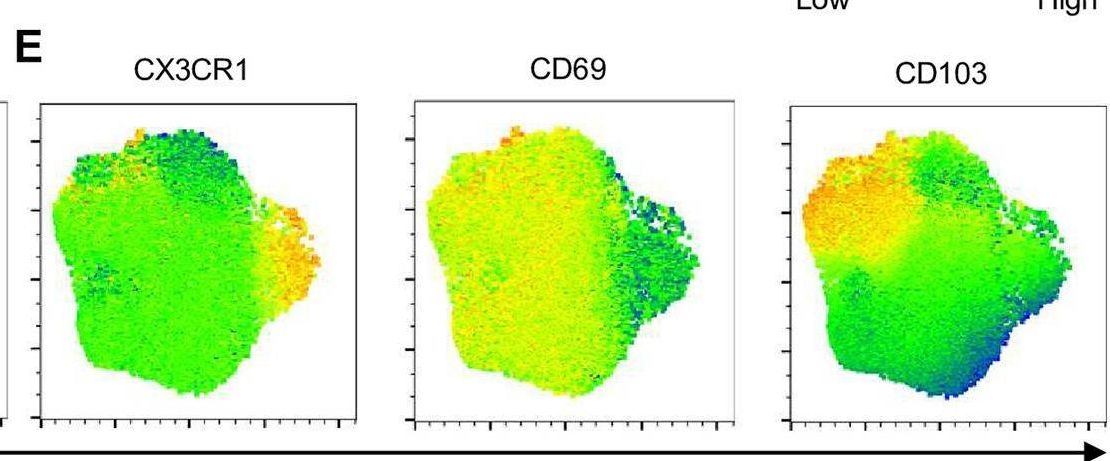 Fig.8.E showing Flow cytometry/Cell sorting in a Mus musculus (House mouse) sample from the publication: Impact of secondary TCR engagement on the heterogeneity of pathogen-specific CD8+ T cell response during acute and chronic toxoplasmosis.