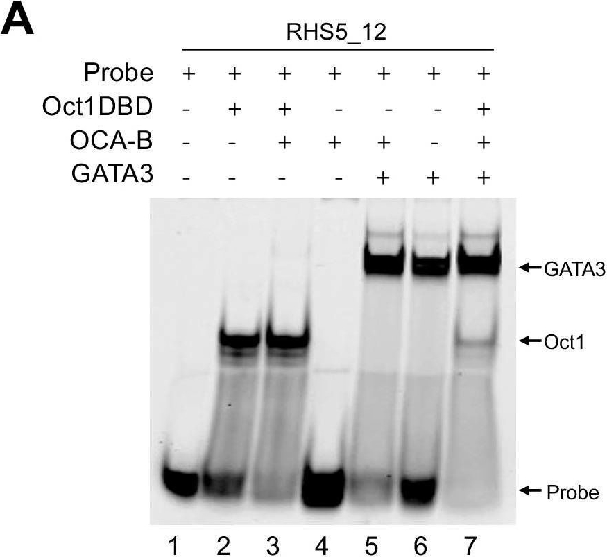 Fig.3.A showing Western Blotting from the publication: Transcriptional co-regulator OCA-B/Pou2af1 restricts Th2 differentiation.