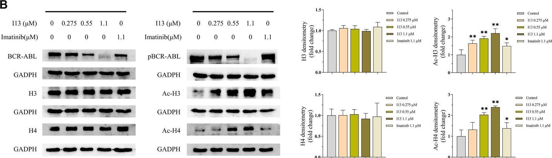 Fig.7.B showing Western Blotting in a Mus musculus (House mouse) sample from the publication: I13 overrides resistance mediated by the T315I mutation in chronic myeloid leukemia by direct BCR-ABL inhibition.