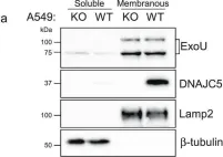 Fig.3.A showing Western Blotting from the publication: The bacterial toxin ExoU requires a host trafficking chaperone for transportation and to induce necrosis.