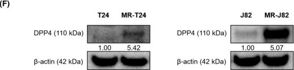 Fig.2.F showing Western Blotting in a Mus musculus (House mouse) sample from the publication: Therapeutic strategies for MMAE-resistant bladder cancer through DPP4 inhibition.